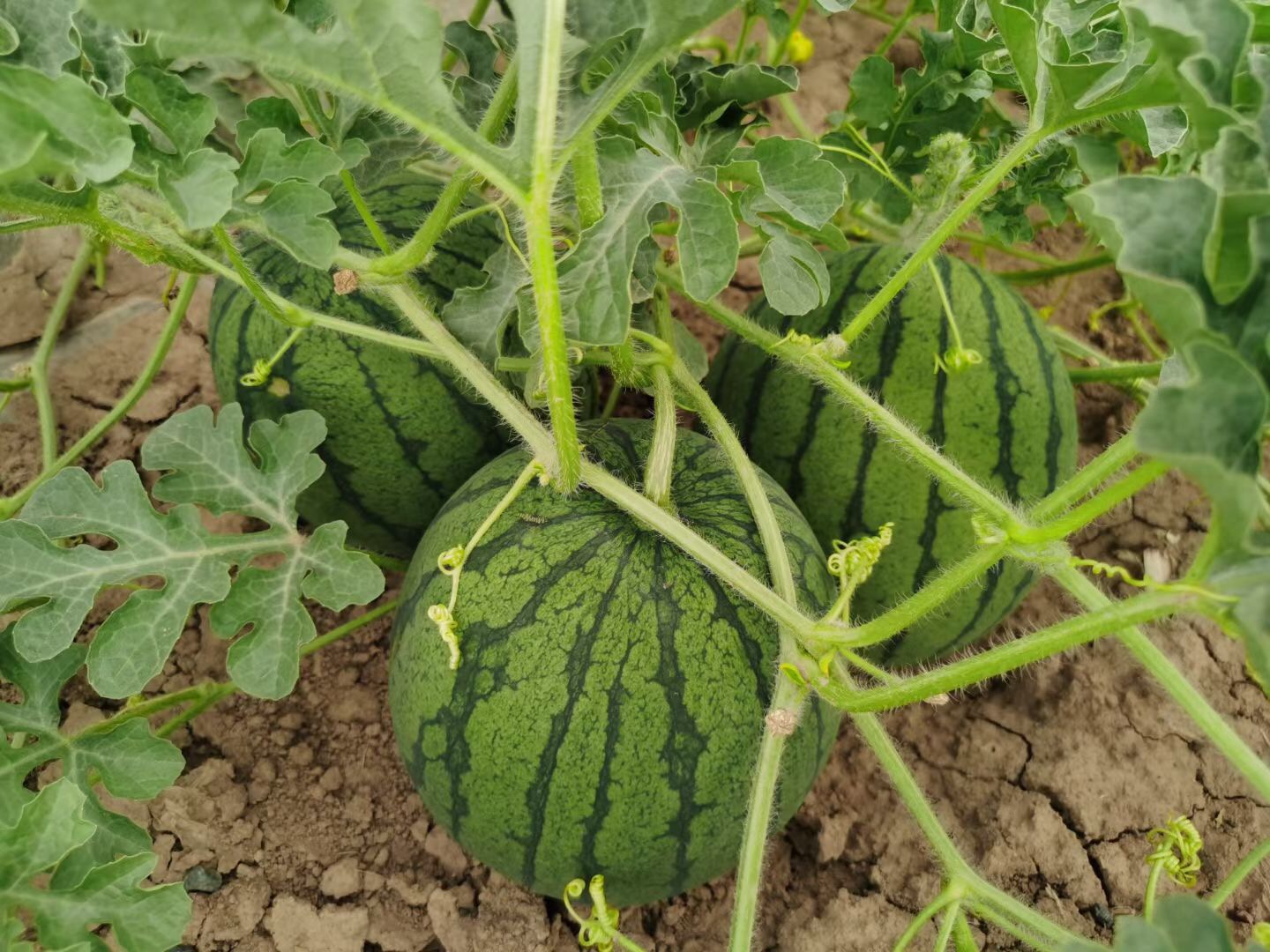 Suntoday mini watermelon seeds(11061)