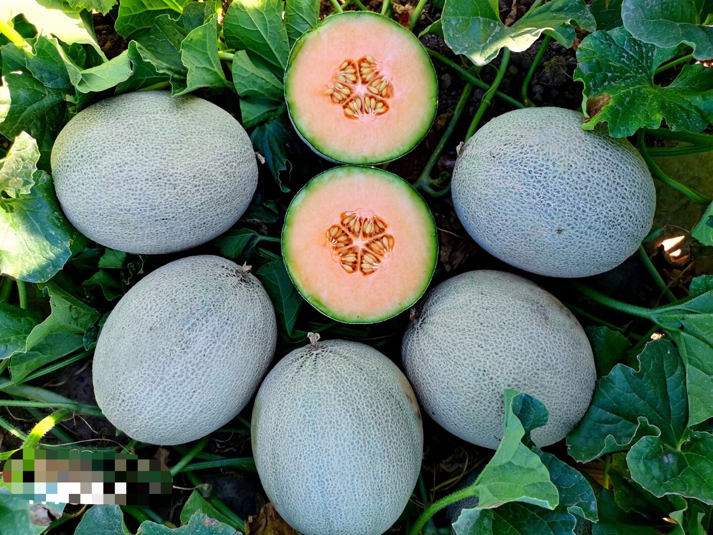 Suntoday netted melon seeds