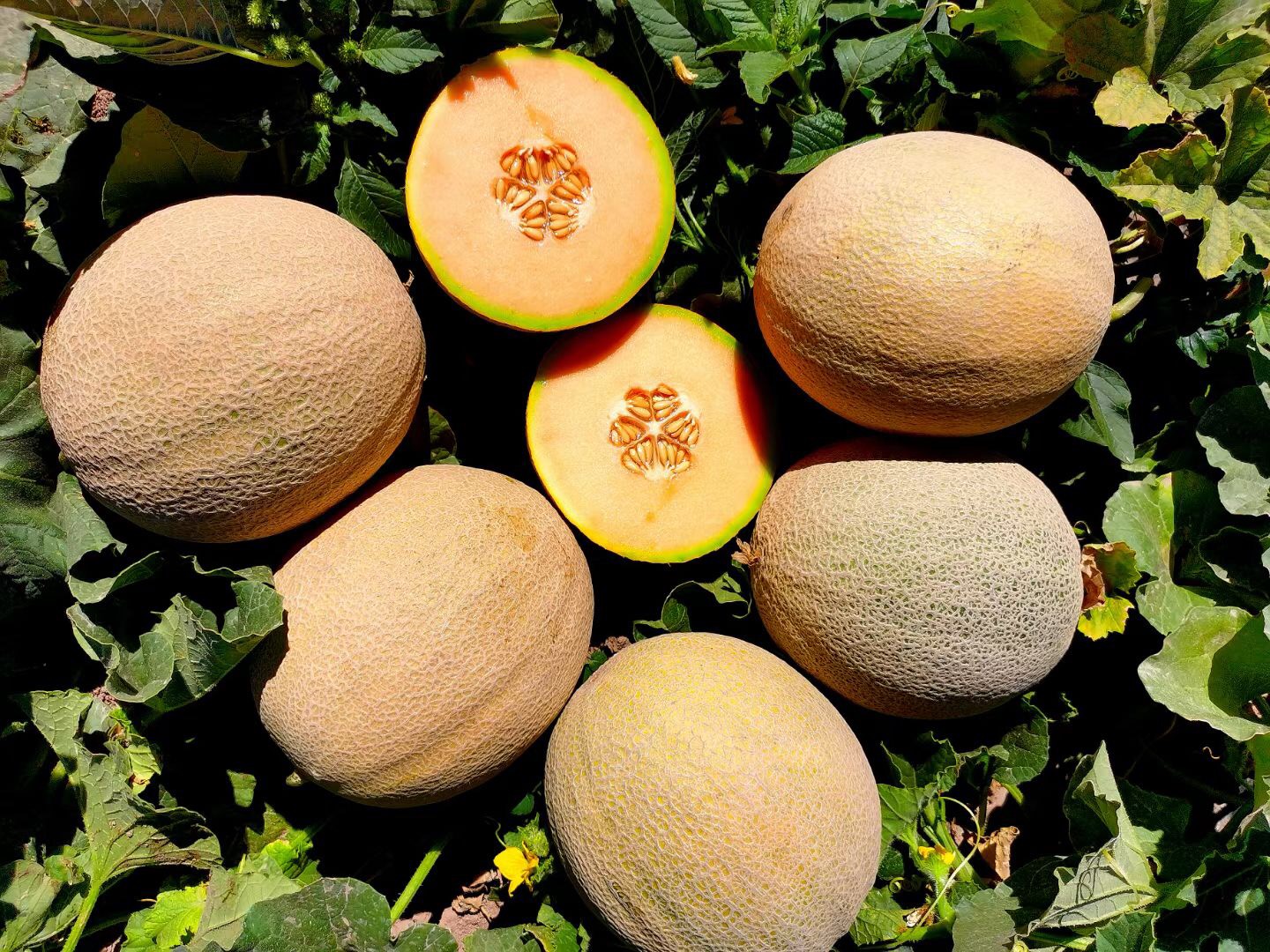 Suntoday mid early melon seeds (18053)