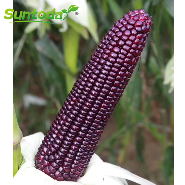 Suntoday purple black waxy corn seeds(61005)