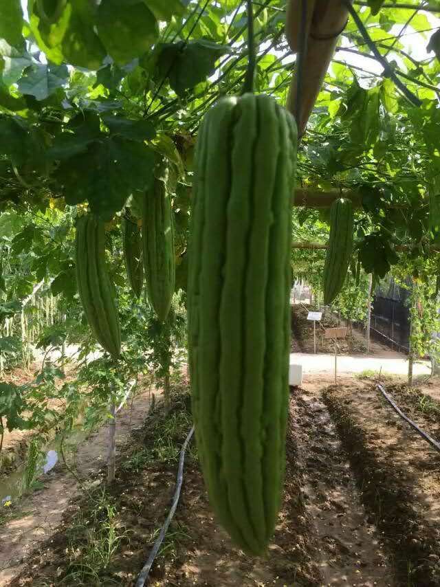 <b>Resiant to heat and cold bright bitter gourd seeds(</b>