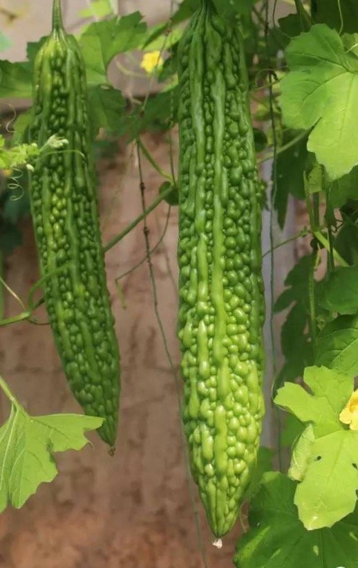 Long pearl bitter gourd seeds(12002)